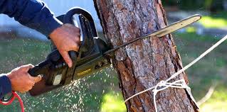 How Our Tree Care Process Works  in West Lealman, FL